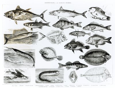 Ichthyology Osseous Fishes by English School